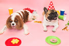 doggood