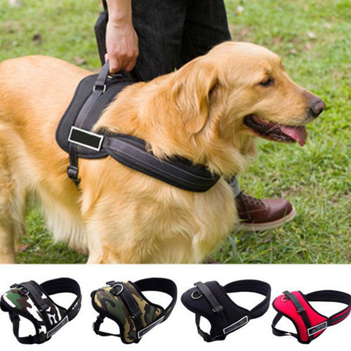 Durable Large Dog