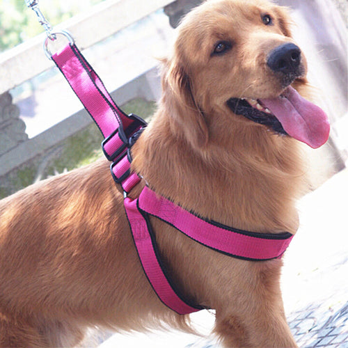 Harness and Leash for Dog
